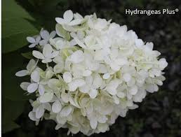 Image result for Motandra paniculata