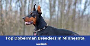 With the help of our top world champion dobermann producing judges and friends in europe, we currently have three lovely. Top 6 Best Doberman Pinscher Breeders In Minnesota Mn State 2021 Wowpooch
