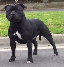 Staffordshire Bull Terrier Dog Breeds Bull Terrier Dog Staffordshire Bull Terrier