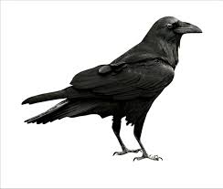 Big Black Bird With White Tail Feathers Black Bird Image Crow Image Crow Cutout Bird Cutout Large Clipart Scary Raven Bird Crow Images Crow