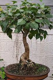 The sacred fig is considered to have a religious significance in three major religions that originated on the indian subcontinent. Synergy Paras Peepal Bonsai Plant Live Peepal Ficus Religiosa Pre Bonsai Air Purifier Plant With Bonsai Pot Amazon In Garden Outdoors