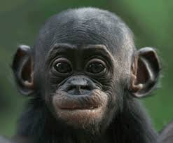 Monkey baby nui | nui take a shower nui was bathed in a soap tank. Baby Monkey Gifs Page 2 Wifflegif