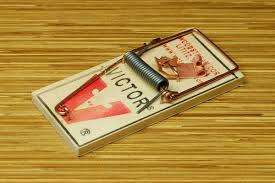It is suitable for those who find killing an animal, even if it is a pest, unacceptable. Setting A Mouse Trap The Best Mouse Trap Humane Mouse Traps Glue Mouse Traps The Best Mouse Trap Baits 15 Steps With Pictures Instructables