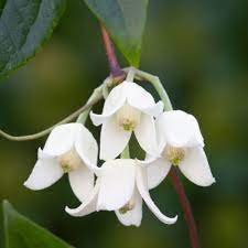 We did not find results for: Clematis Urophylla Winter Beauty J Parker Dutch Bulbs