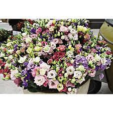 Image result for eustoma Balboa