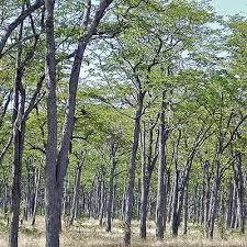 Image result for Colophospermum