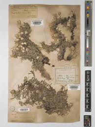 Image result for Helichrysum chionosphaerum