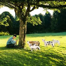 There is a man kneeling down to pet a cow in a field - SeaArt AI