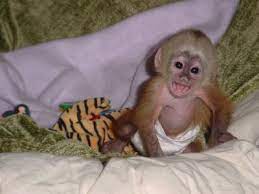 Don T Knock Monkeys Pet Monkey Capuchin Monkey Cute Baby Monkey