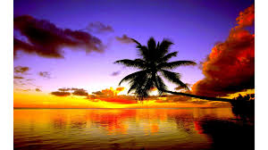 Here are 10 new and newest palm tree beach wallpaper for desktop computer with full hd 1080p (1920 × 1080). Beautiful Sunset Wallpaper With Palm Trees Apessoaescreve