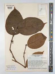Image result for Cassipourea congoensis