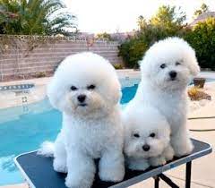 Bichon frise puppies ready, meet this cute puppies for more details. Belamour Bichons Frise Puppies Nevada Bichon Frise Puppy Bichon Dog Puppies