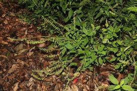 Image result for Salacia orientalis