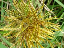 Image result for Cyperus mollipes
