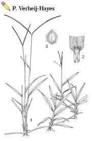 Image result for Paspalum conjugatum