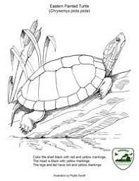 For boys and girls, kids and adults, teenagers and toddlers, preschoolers and older kids at school. Pin On Eastern Painted Turtles