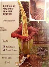 Indonesian Food And Forage Rafflesia Arnoldii Indonesian Food Foraging Large Flowers