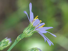 Image result for Thesium vahrmeijeri