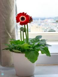 Gerbera daisies like the nightime temperature to be about 60f degrees, and the daytime temperature about 75f. Overwintering Potted Gerberas What To Do With Gerbera Daisies In Winter