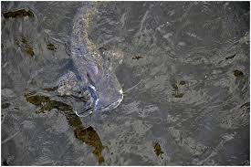 Heino bosselmann / 37 kommentare. Chernobyl Causes Gigantic Mutant Catfish But Is It Hope For Adapting To Radioactive Water