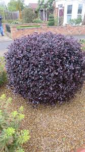 We did not find results for: Pittosporum Tenuifolium Tom Thumb Is An Evergreen Shrub Here It Is Making A Wonderful Alternative T Drought Tolerant Garden Garden Shrubs Front Landscaping