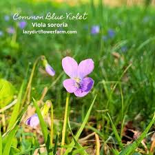 Common Blue Violets (Viola sororia