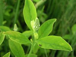 Image result for Sphenocleaceae