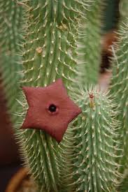 The impact of digestion on weight loss is very significant. Hoodia Juttae Cactus Flower Cacti And Succulents Cactus