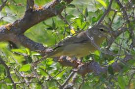 Maybe you would like to learn more about one of these? Orange Crowned Warbler Rv Park Del Rio Tx 3rd Day Utah Flickr