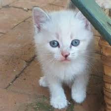 What is the current ragdoll cat price? Ragdoll Kittens In Cats And Kittens In South Africa Junk Mail