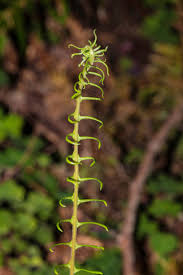 Image result for Blechnaceae