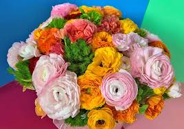 Image result for Ranunculus volkensii