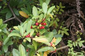 Image result for Embelia multiflora