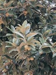 Image result for Achariaceae