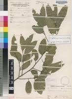 Image result for Cryptocarya transvaalensis