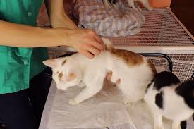 mèo bị mất nước