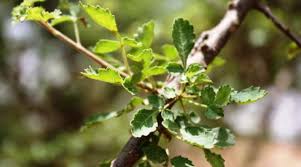 Image result for Commiphora africana