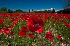 The Ultimate France Travel Guide Updated 2019 The Planet D Poppy Field Poppies Flower Field