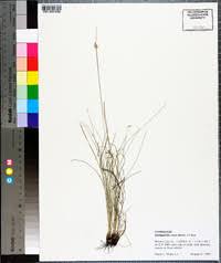 Image result for Abildgaardia ovata