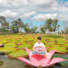 Maybe you would like to learn more about one of these? Coba Sensasi Berdiri Di Atas Daun Teratai Raksasa Di Chiang Rai Thailand Ini Yuk