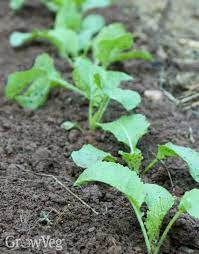 May 24, 2021 · turnip care. Time To Grow Turnips