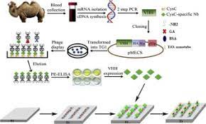 Stronger the interaction, the lower the concentration of antigen that can be detected (other factors being equal). A Novel Photoelectrochemical Immunosensor By Integration Of Nanobody And Tio2 Nanotubes For Sensitive Detection Of Serum Cystatin C Sciencedirect
