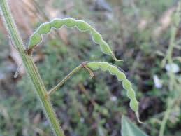 Image result for Desmodium uncinatum