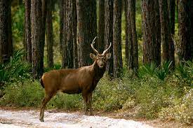 Vincent island, which lies between cape san blas and the town of apalachicola on the florida panhandle, is a national wildlife refuge and an important breeding ground for loggerhead turtles. Sambar Deer Southern Draw Field Journal