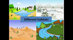 A cold habitat where almost everything is frozen. Science How Animals Adapt To Aquatic Habitat English Youtube