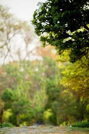 Live wallpapers are the hottest category of wallpaper these days. Bengali Park Background For Photography Blur Photography Blurred Background Photography