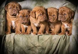 This advert is located in and around birmingham, west midlands. Dogue De Bordeaux Dog Breed Information