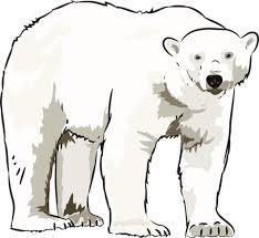 Outline Clipart Polar Bear Picture Polar Bear Outline Polar Bear Bear Pictures