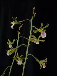 Image result for Eulophia guineensis