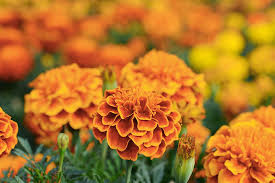 Nasturtiums — a beautiful flower that makes an excellent companion plant, the airborne chemical that nasturtiums release protect the flower and surrounding. Popular Garden Myths Explored Gardener S Path